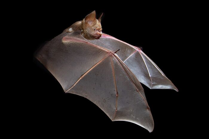Close-up striking portrait of a bat in flight revealing unique facial features and wing structure against a black background.