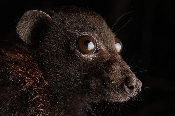 Close-up portrait of a bat highlighting its detailed fur and expressive eyes, showcasing the deep personality of bats.