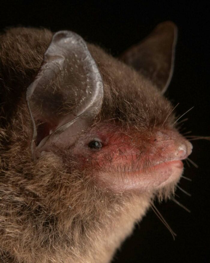 Close-up portrait of a bat showing detailed fur texture and deep personality against a dark background.