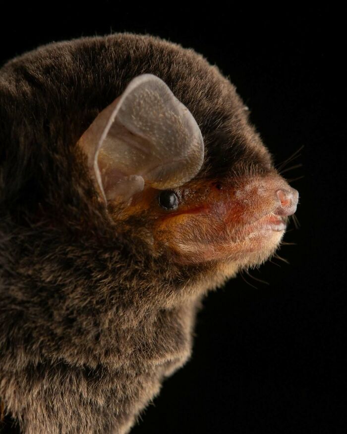 Close-up portrait of a bat showing detailed fur texture and facial features revealing the deep personalities of bats.
