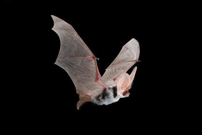 Bat in mid-flight showing detailed wing structure and deep personalities against a black background in striking portrait style.