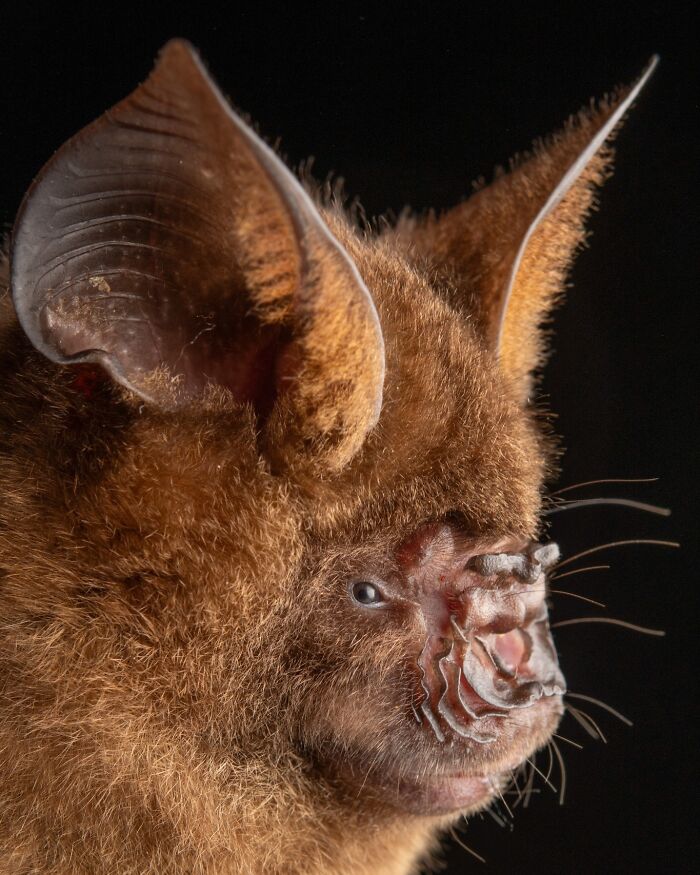 Close-up portrait of a bat showcasing its unique facial features and deep personality in a dark background.
