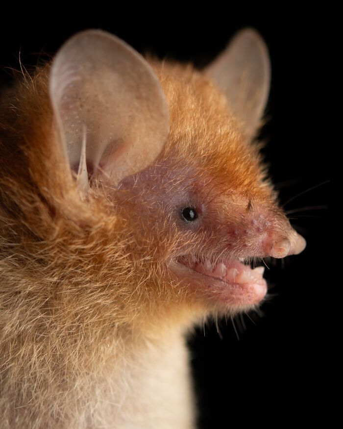 Close-up portrait of a bat showing detailed fur texture and facial features, capturing the deep personalities of bats.