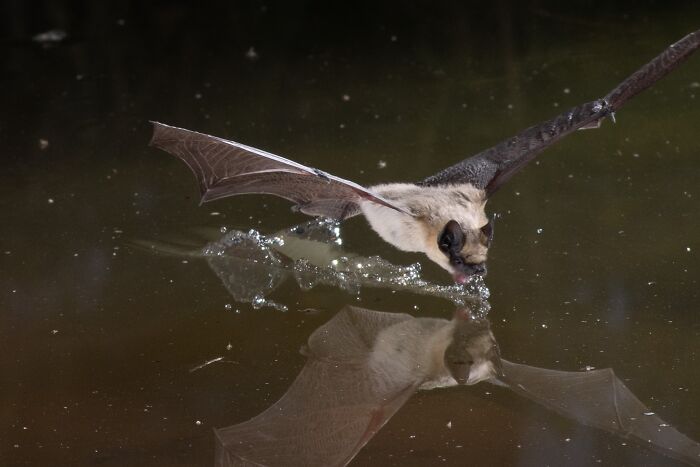 Bat flying low over water, creating ripples, showcasing the striking portrait and deep personality of bats in natural habitat