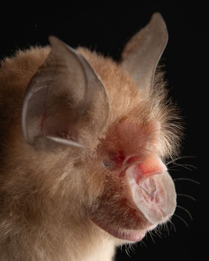 Close-up portrait of a bat showing detailed fur, ears, and nose, highlighting the deep personality of bats.