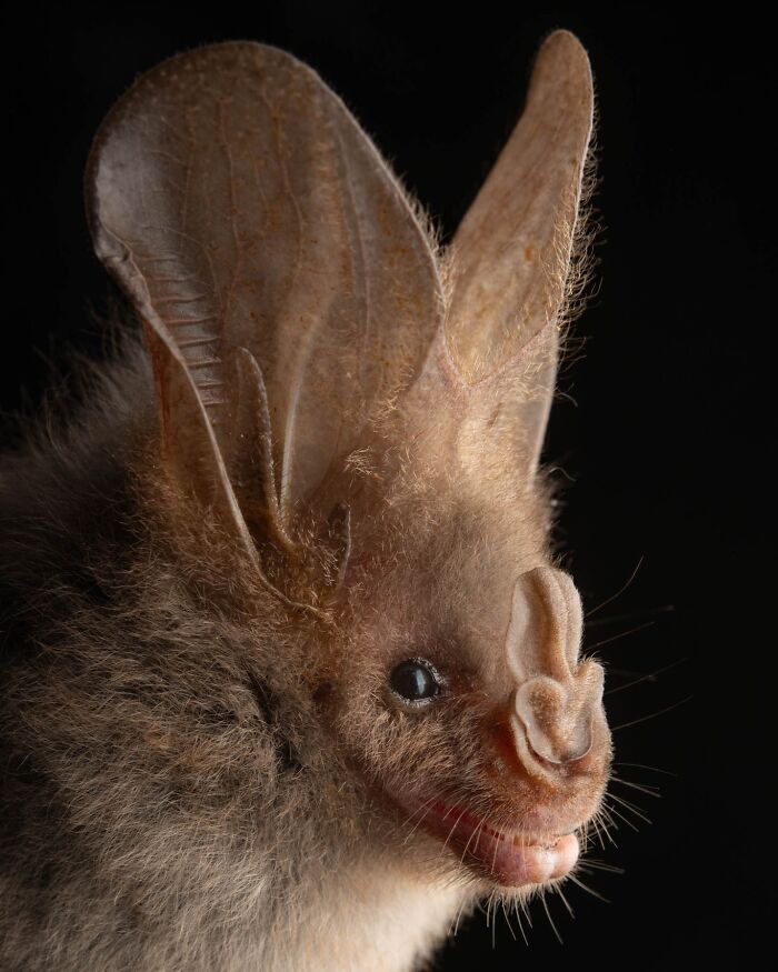 Close-up portrait of a bat showcasing unique facial features and deep personality against a black background.