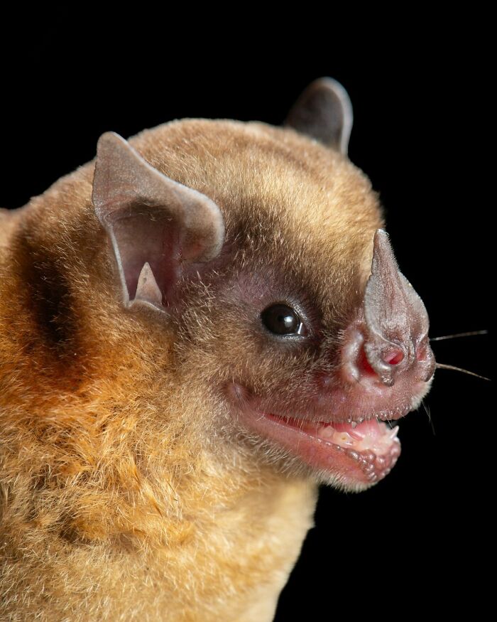 Close-up portrait of a bat showing detailed facial features and revealing deep personal bat characteristics against black background