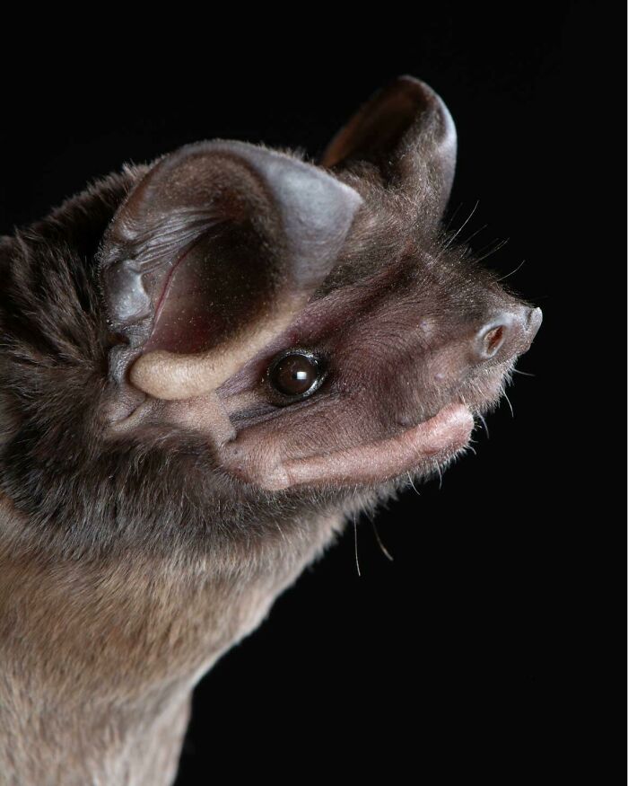 Close-up portrait of a bat showing detailed features and highlighting the deep personalities of bats in dark background.