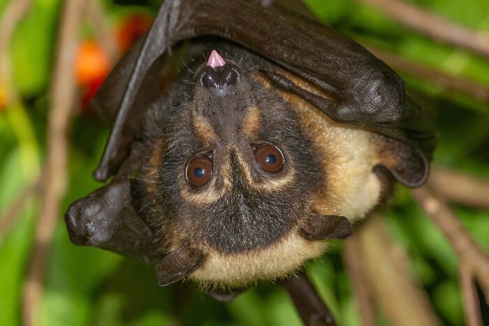 Close-up portrait of a bat hanging upside down, highlighting the deep personalities of bats in nature.