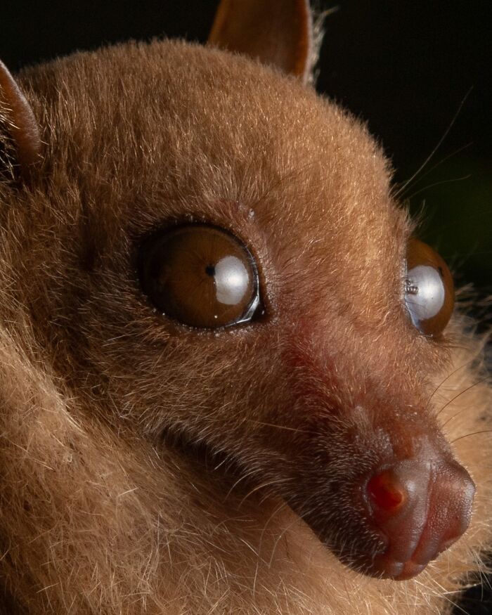 Close-up portrait of a bat showing detailed features and deep personality in low light conditions.