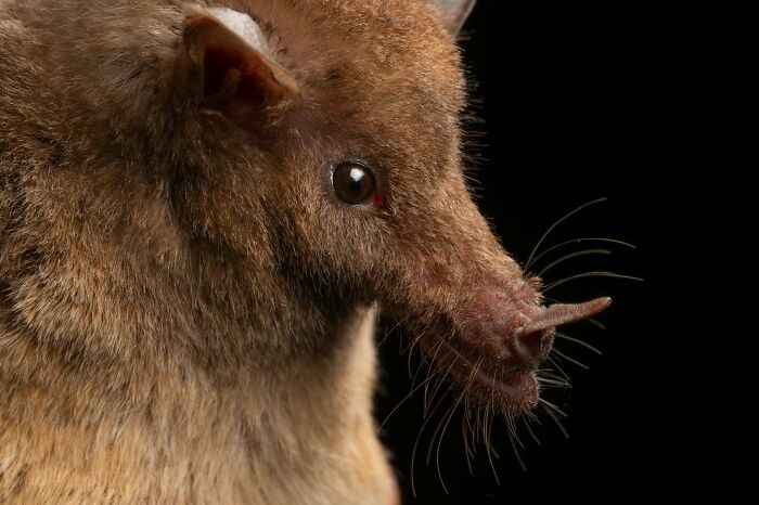 Close-up portrait of a bat showcasing its deep personality and detailed facial features against a black background