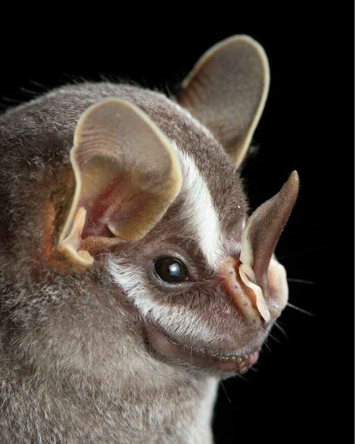 Close-up portrait of a bat showing detailed facial features and deep personality against a black background.