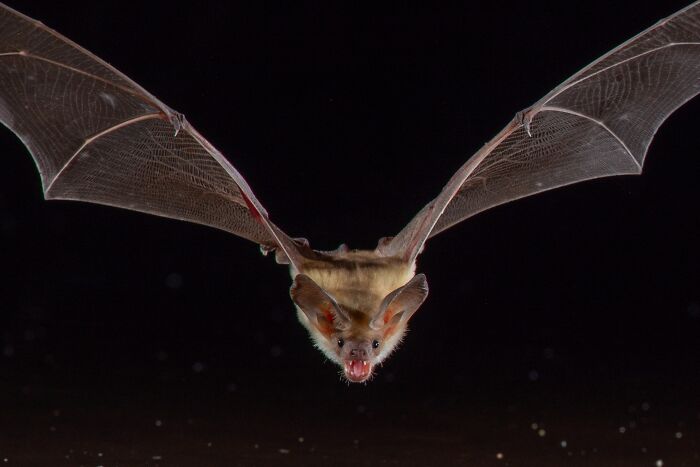 Close-up portrait of a bat in flight at night, revealing striking features and deep personalities of bats.