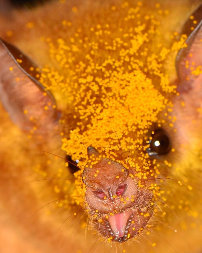 Close-up portrait of a bat with pollen covering its face, highlighting the deep personality and unique features of bats.