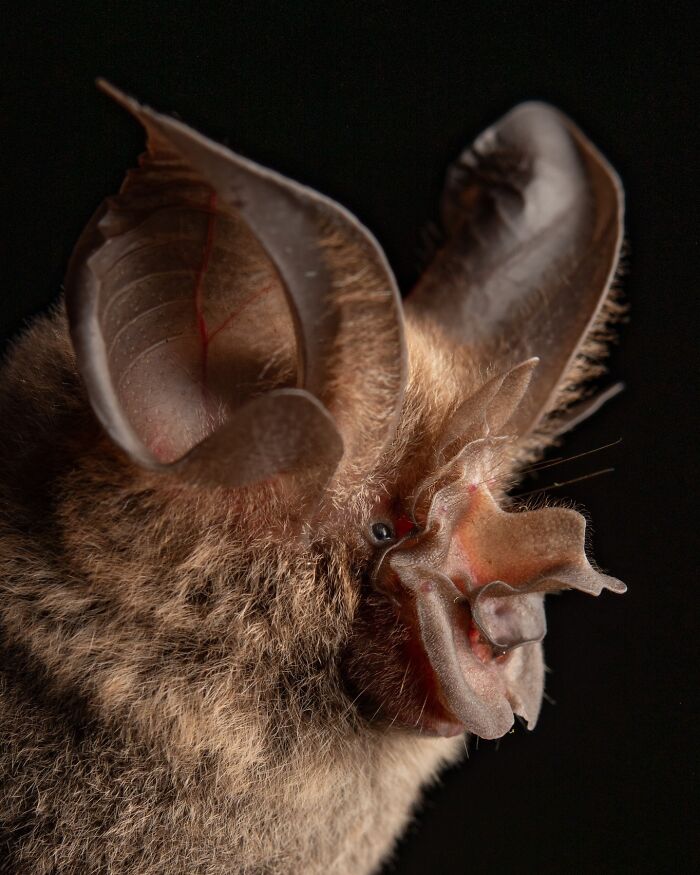 Close-up portrait of a bat highlighting its unique facial features and deep personality in low light against a dark background.