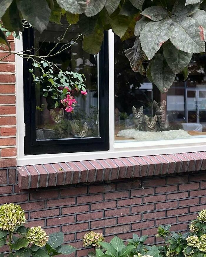Five kitties sitting by the window looking outside, with plants and brick wall visible around the window.