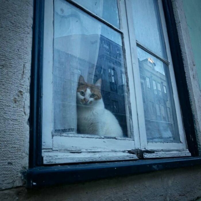 Cat sitting by a window looking outside, a cozy moment that made someone's day with kitties by the window.