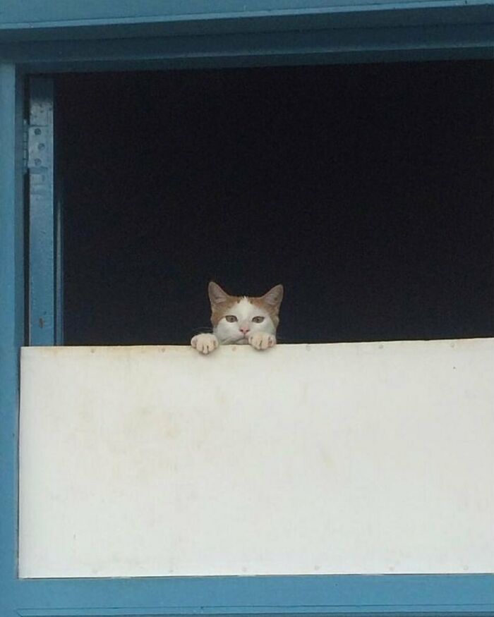 Cat sitting by the window with paws resting on ledge, looking curiously in a cozy indoor setting.