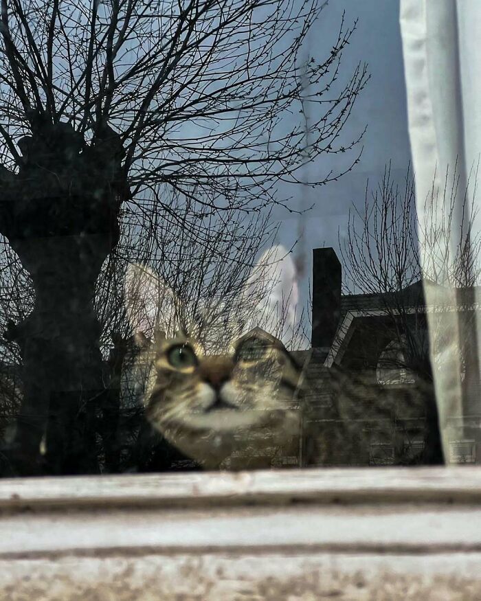 Cat with green eyes sitting by the window with leafless trees and houses reflected in the glass on a cloudy day.