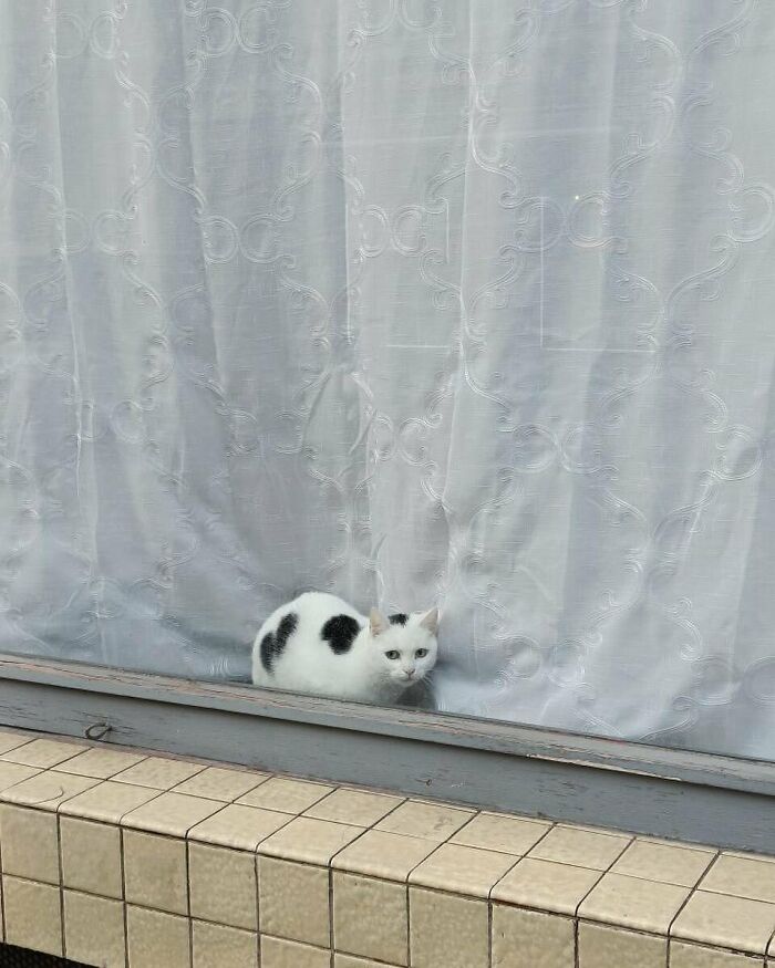 White and black spotted kitty sitting by the window with lace curtains on a tiled ledge making a cozy scene.