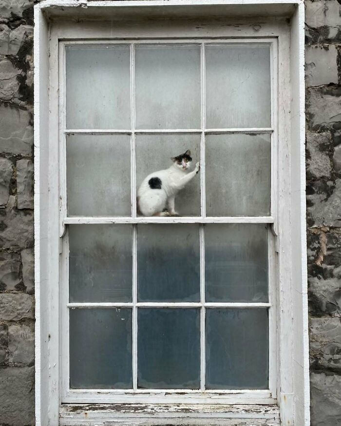Cat sitting by the window on a vintage white-framed pane, brightening the day with its calm and curious pose.