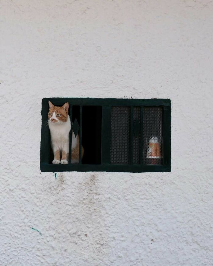 Ginger and white kitty sitting by a barred window, looking outside against a textured white wall background.