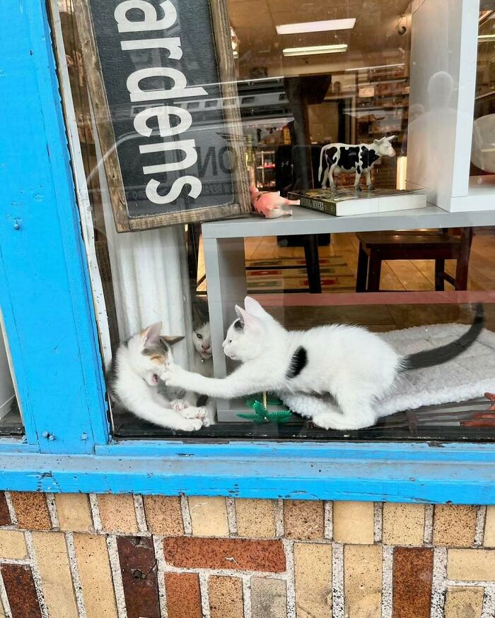 Two playful kitties sitting by the window with toys and decorations inside a cozy room.