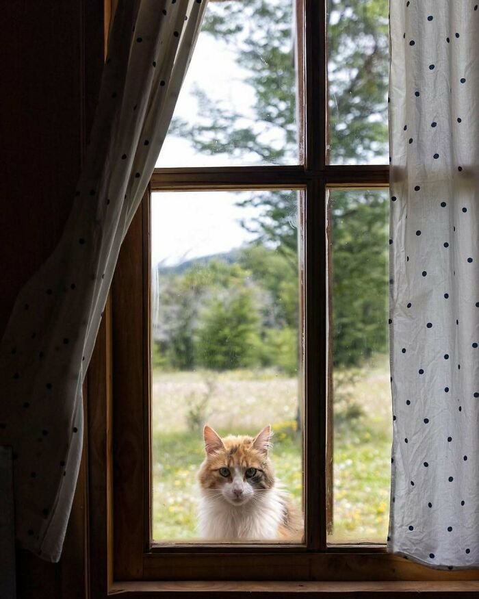 Calico kitty sitting by a window framed with polka dot curtains, outdoors with trees and meadow in the background.