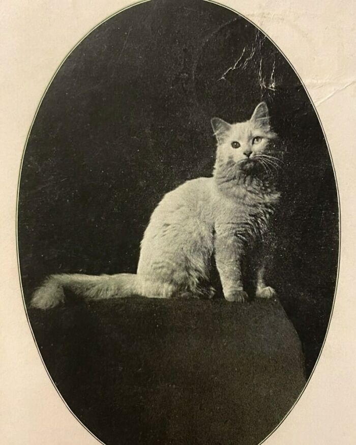 Victorian era black and white photo of a fluffy cat sitting on a pedestal against a dark background.