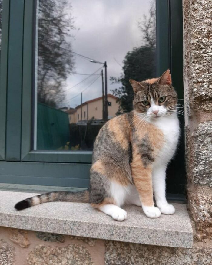 Calico kitty sitting by the window ledge, making people's days with its calm and charming presence.