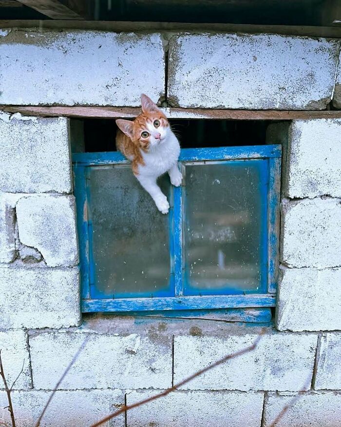 Orange and white kitty sitting by a blue window in a stone wall, looking curiously outside on a bright day.