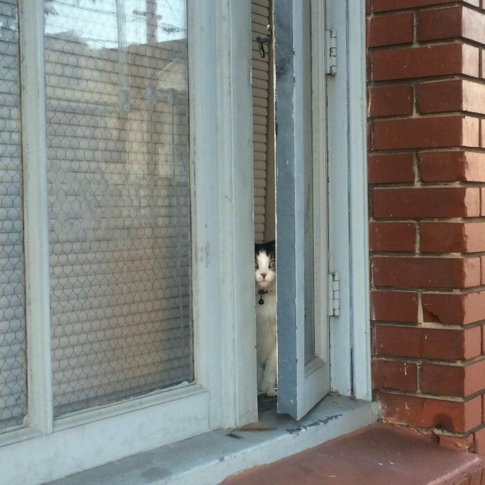 Black and white kitty sitting by the window peeking through the narrow opening on a brick house ledge.