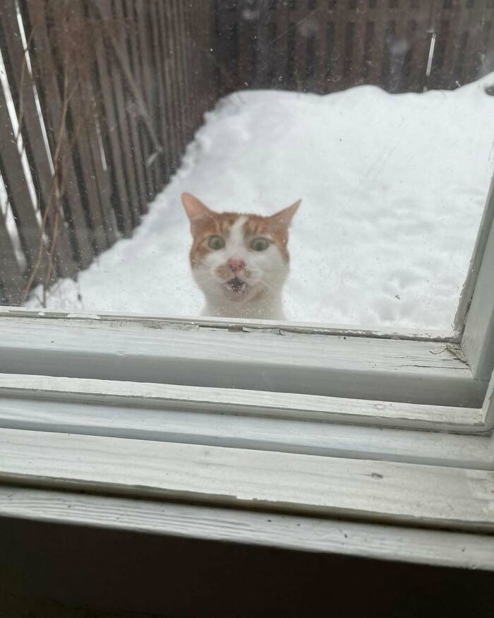 Curious kitty sitting by the window looking inside on a snowy day, brightening people's moments with its presence.