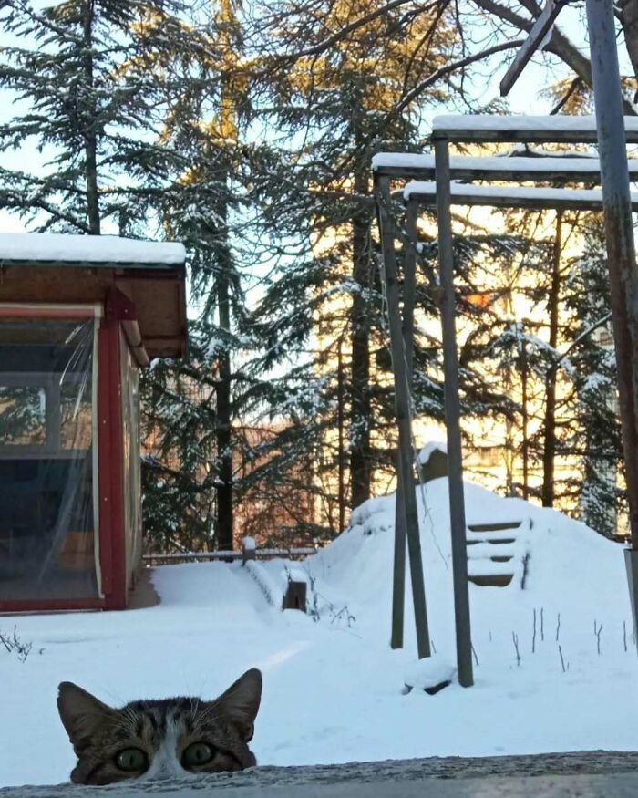 Tabby kitty peeking over a snowy window ledge with pine trees and a winter sunset in the background.