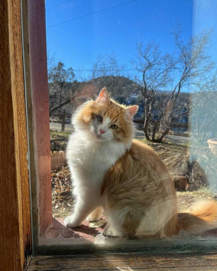 Fluffy orange and white kitty sitting by the window on a sunny day, brightening the outdoors with its presence.