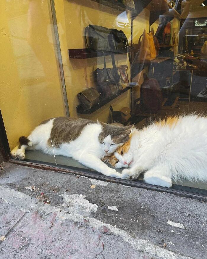 Two kitties sitting by the window, cuddling and making people’s days with their adorable peaceful moment.