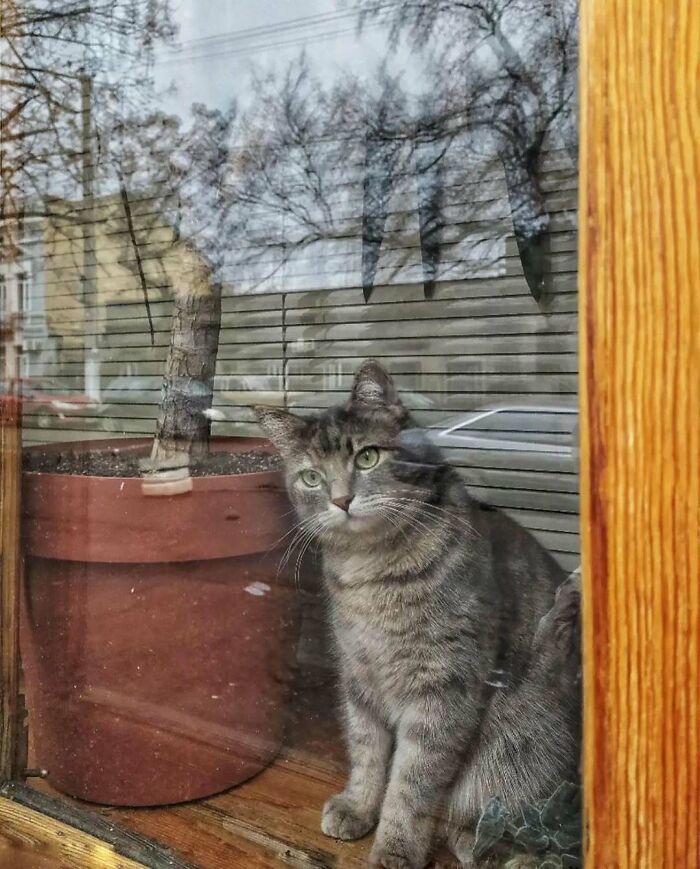 Tabby kitty sitting by the window next to a potted plant, creating a cozy and calm atmosphere indoors.
