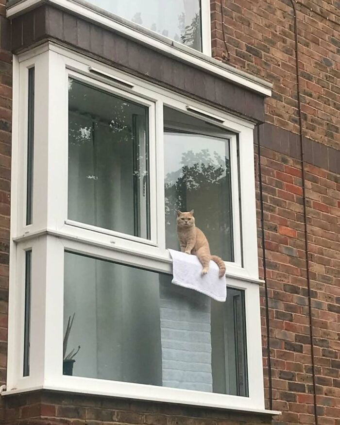 Orange kitty sitting on a towel on a windowsill outside a brick building, brightening people’s days by the window.