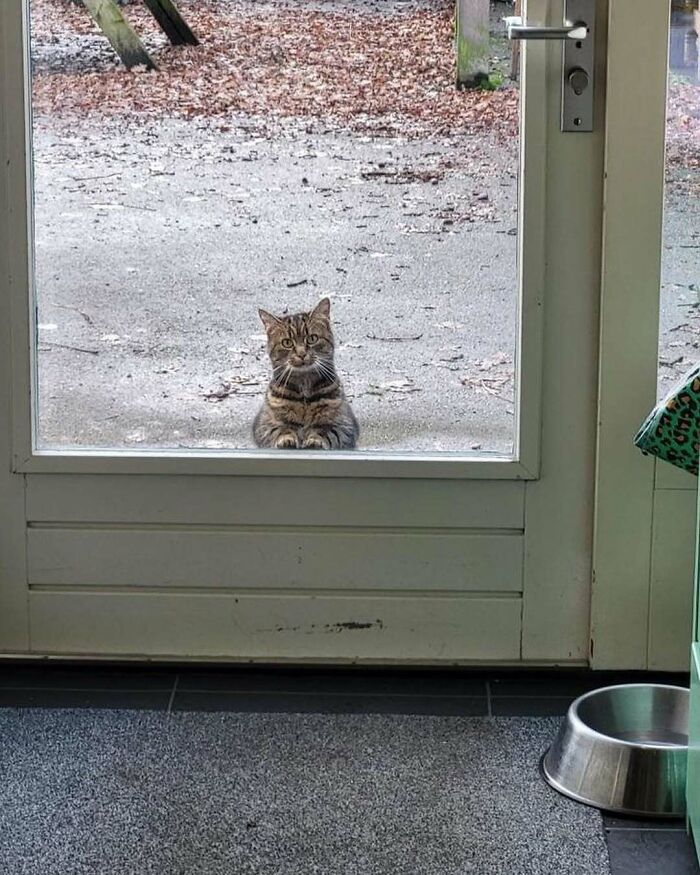Tabby kitty sitting by the window looking inside, brightening the day with a cozy outdoor view.