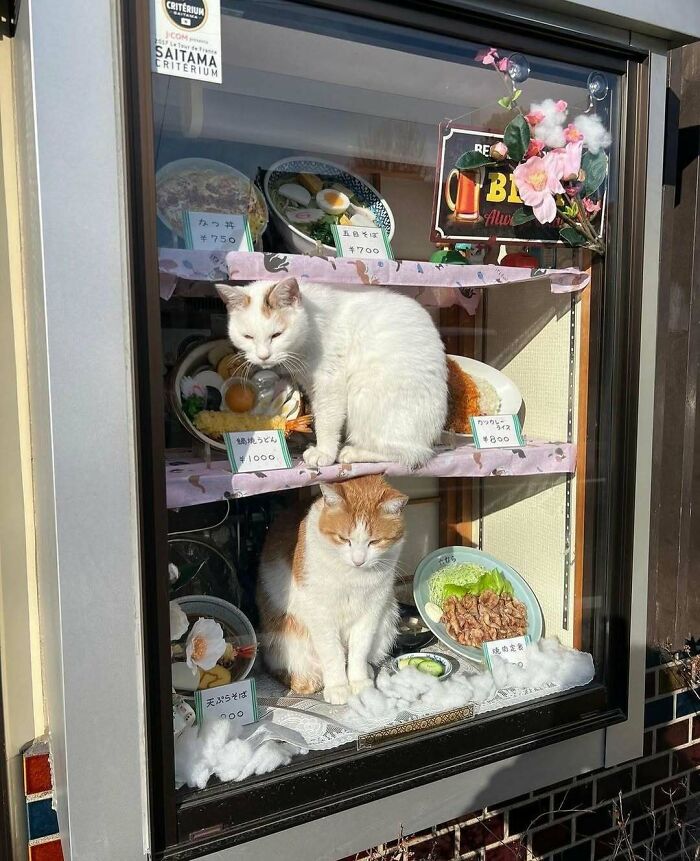 Two cats sitting by a window display filled with food plates, bright sunlight highlighting the cozy scene.