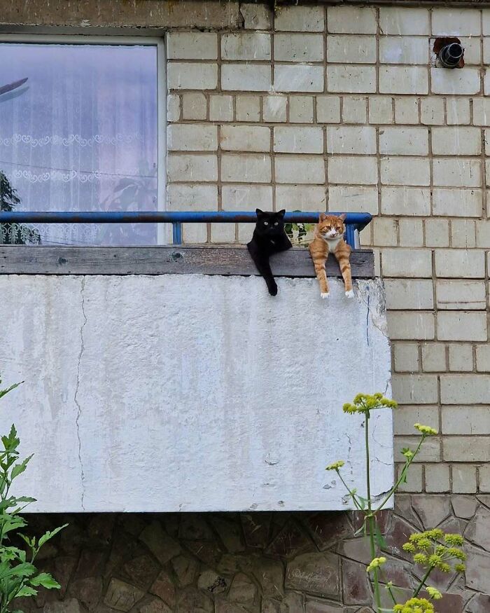 Two kitties sitting by the window ledge of a building, one black and one orange, relaxing outdoors on a balcony.