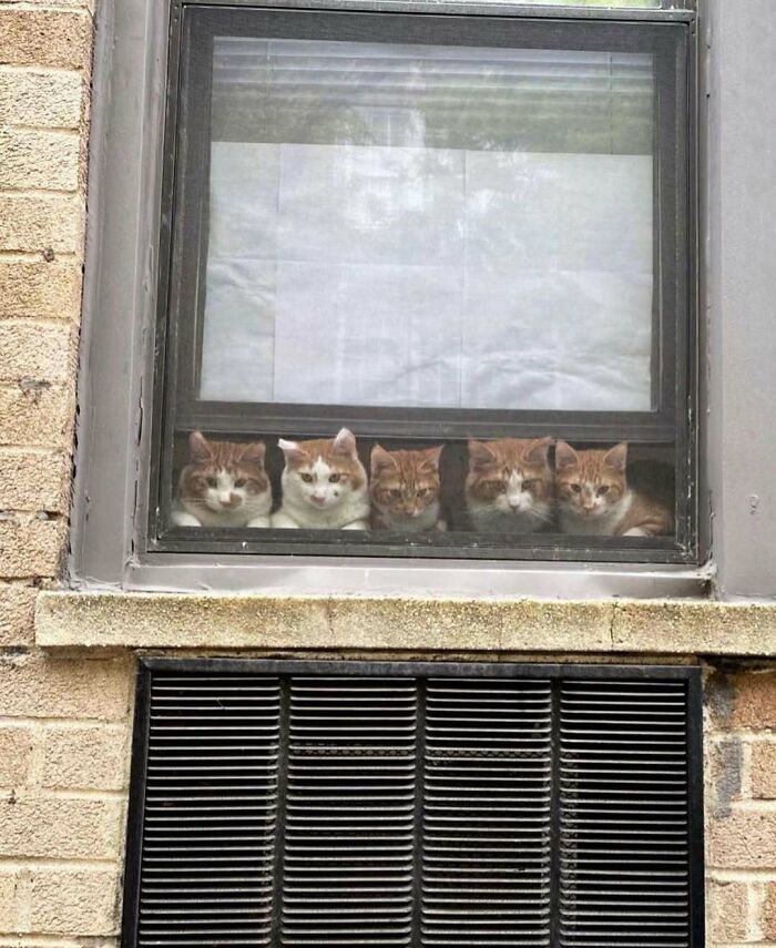 Five kitties sitting by the window lined up closely, looking outside with curious expressions on a brick building.