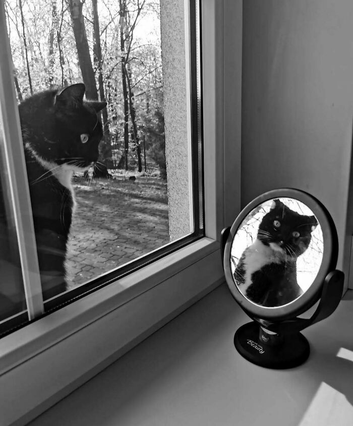 Black and white photo of a kitty sitting by the window, looking at its reflection in a round mirror on the windowsill.