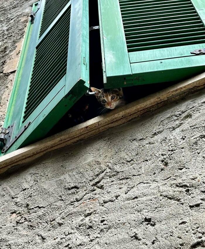 Kitty peeking through green shutters of a textured stone wall window, bringing joy by sitting by the window.