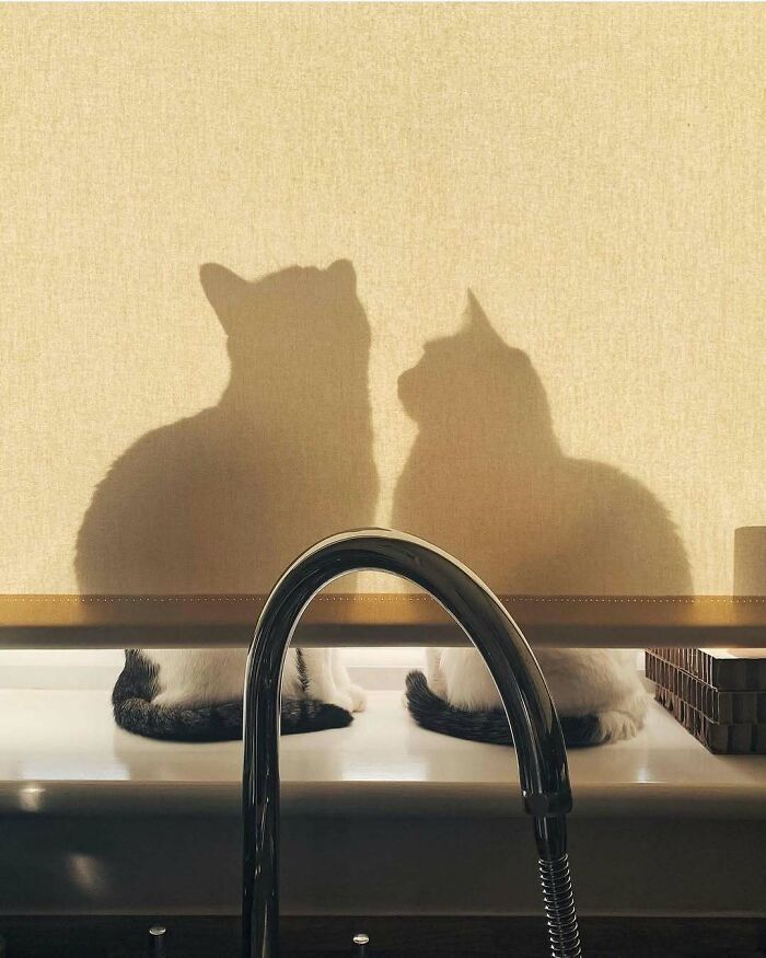 Two kitties sitting by the window casting shadows on the curtain with a kitchen faucet in the foreground.