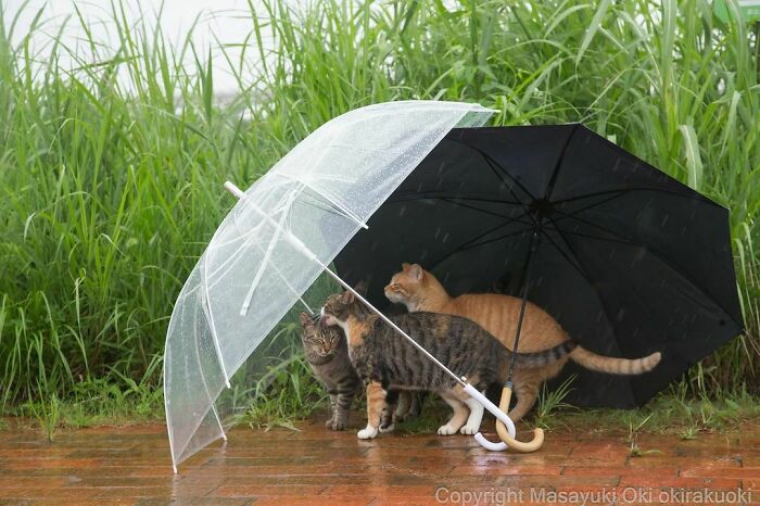 Three stray cats sheltering under a clear and a black umbrella on a rainy day in Japan’s outdoors.