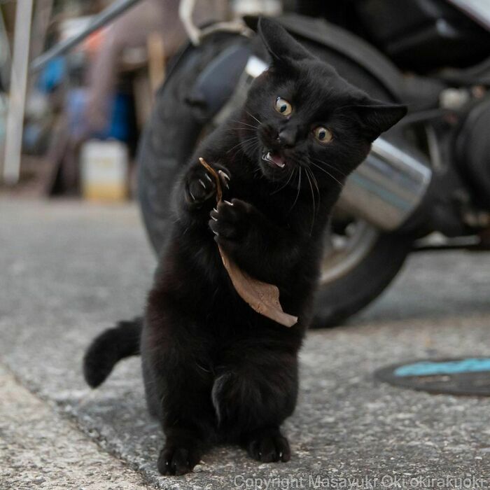 Black stray cat in Japan playing with a dried leaf on a street, captured in a heartwarming and funny moment.
