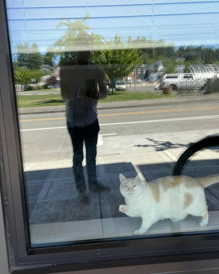 Cat sitting by the window raising a paw, bright day outside with street and greenery visible behind the glass.