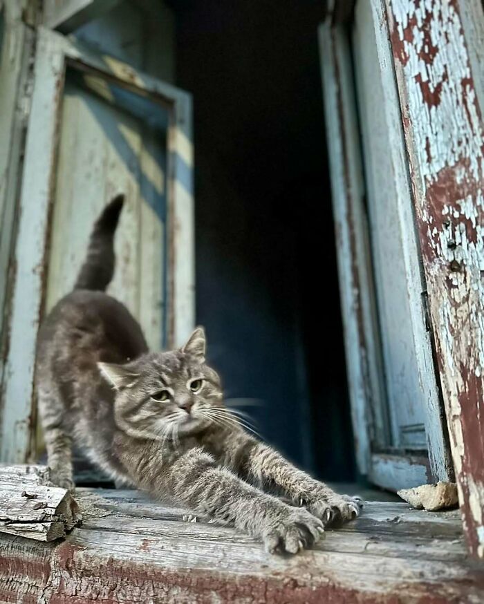 Tabby kitty stretching by an old rustic window, a cozy moment showing how kitties sitting by the window brighten days.