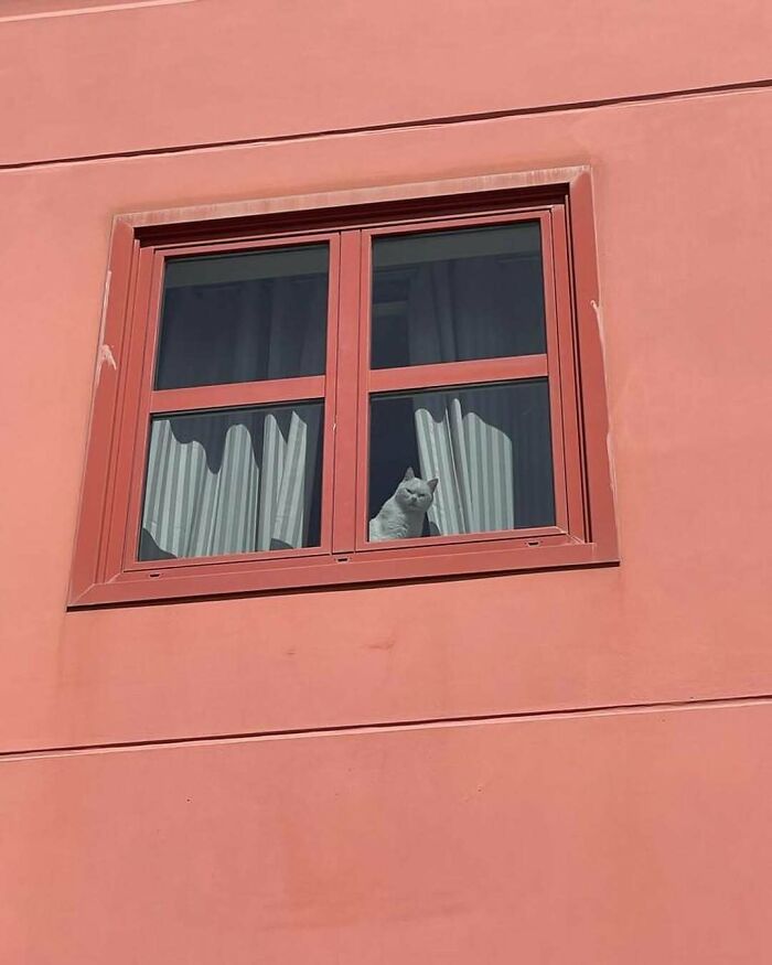 Gray kitty sitting by the window inside a red building with curtains partially drawn on a sunny day